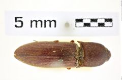 Foto (Dorsalansicht) von Xanthopenthes ceylonensis (Schimmel, 1999) (NHMW-ZOO-COL-0008410)